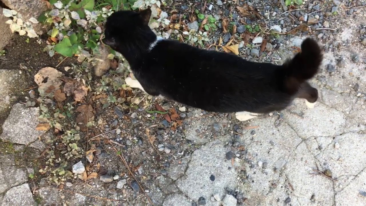 AKB 48の峯岸みなみさんがAK Bから卒業する。