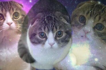 『スター・ウォーズ：スカイウォーカーの夜明け』公開直前で楽しみ！な猫