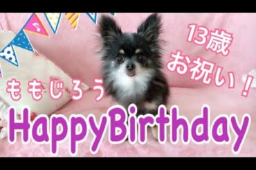 愛犬★チワワの「ももじろう」が13歳になりました！
