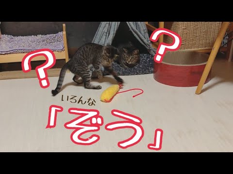 【アフネコ!】海老天からの〜泰造海老蔵？