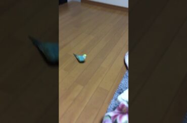 1月7日　七草粥の日　きょうのぴよちゃん