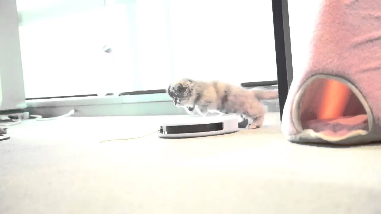 松浦勝人   今日のレーズン！#猫 #ねこ #ネコ #cat #cats #maxmatsuura #avex