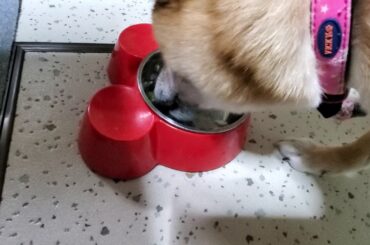 七草粥を食べるチョコさん♥️