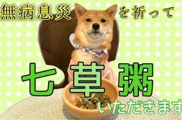 【七草粥】食後に◯◯がでた！ww