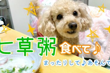 犬と七草粥食べて、まったりして遊ぶのが癒しすぎる💕愛犬トイプードルわこ🐶dog・toypoodle