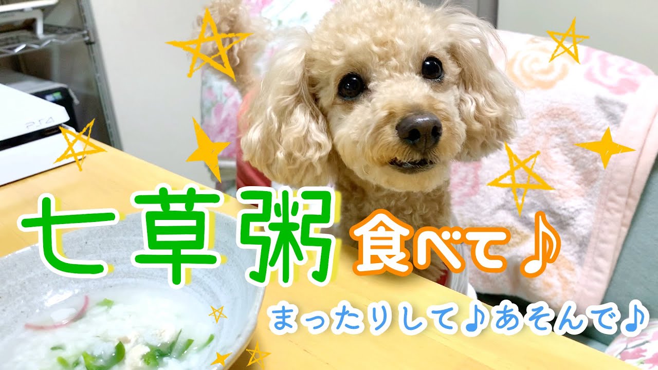 犬と七草粥食べて、まったりして遊ぶのが癒しすぎる💕愛犬トイプードルわこ🐶dog・toypoodle 犬と七草粥食べて、まったりして遊ぶのが癒しすぎる💕愛犬トイプードルわこ🐶dog・toypoodle