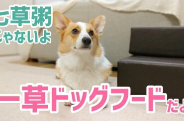 【無病息災】七草粥じゃないよ！一草ドッグフードだよ！コーギーむぎ