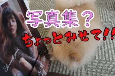田中みな実さんの写真集が見たいポメラニアン！【ポメラニアン】