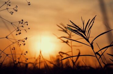 上白石萌歌  【366日】 で想いを綴る