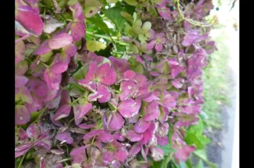 浜崎あゆみ「TO BE」の二音間の絶対的度数をひたすら繋げてコードも使いまわすプログラムで作曲したものを編曲してみた