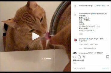 ✅  女優の石田ゆり子さんが、愛猫「ハニオ」くんについてうまく水を飲めていなかったことを明かした。石田さんは現在、茶トラのハニオくんのほか、「タビ」「はっち」「みっつ」と4匹の猫と、「雪」というゴール