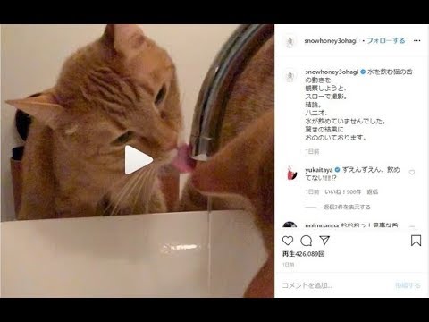 ✅ 女優の石田ゆり子さんが、愛猫「ハニオ」くんについてうまく水を飲めていなかったことを明かした。石田さんは現在、茶トラのハニオくんのほか、「タビ」「はっち」「みっつ」と4匹の猫と、「雪」というゴール ✅ 女優の石田ゆり子さんが、愛猫「ハニオ」くんについてうまく水を飲めていなかったことを明かした。石田さんは現在、茶トラのハニオくんのほか、「タビ」「はっち」「みっつ」と4匹の猫と、「雪」というゴール