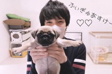 羽生結弦くんを観たパグがお部屋でフィギュアスケートにチャレンジ！その姿がカワイイ♡Pug♡