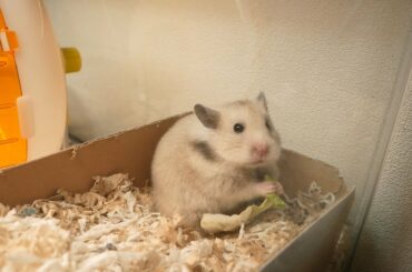 新型コロナウィルスで世の中が暗いから、もういらないのであげます！