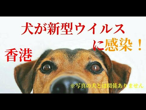 【速報】【新型コロナウイルス】犬が新型コロナウイルスに感染 感染者の女性が自宅で飼育 香港
