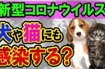 新型コロナウイルスは、犬や猫にも感染する？【結論：しません】デマや噂に惑わされず、飼い主の責任で冷静に判断し愛情を持って