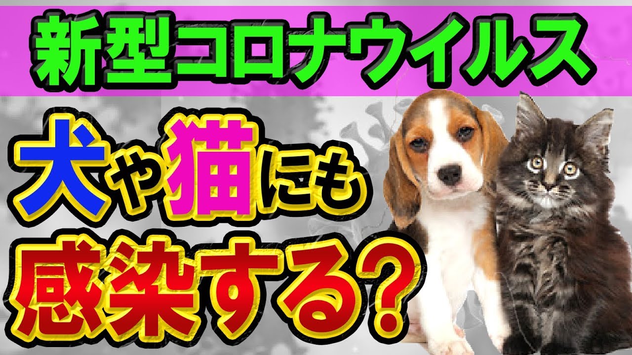 新型コロナウイルスは、犬や猫にも感染する?【結論:しません】デマや噂に惑わされず、飼い主の責任で冷静に判断し愛情を持って 新型コロナウイルスは、犬や猫にも感染する?【結論:しません】デマや噂に惑わされず、飼い主の責任で冷静に判断し愛情を持って