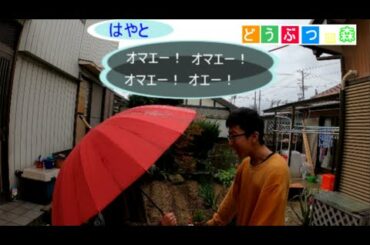 どうぶつの森では怒られない  雨の日編