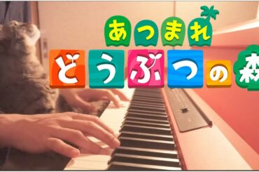 あつまれ どうぶつの森を弾いてたら猫たちがあつまった - Animal Crossing: New Horizons【Piano】