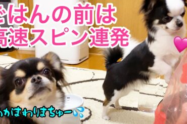 羽生結弦選手もビックリ⁉ごはん前は必ず高速スピンを連発で決める子犬チワワが可愛いw♡The most pretty chihuahua  puppies【ブラックタン】【多頭飼い】