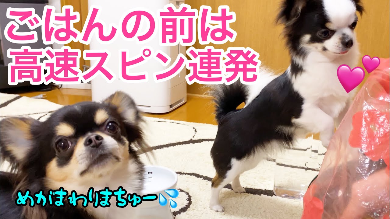 羽生結弦選手もビックリ⁉ごはん前は必ず高速スピンを連発で決める子犬チワワが可愛いw♡The most pretty chihuahua puppies【ブラックタン】【多頭飼い】 羽生結弦選手もビックリ⁉ごはん前は必ず高速スピンを連発で決める子犬チワワが可愛いw♡The most pretty chihuahua puppies【ブラックタン】【多頭飼い】