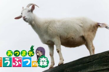 【あつまれどうぶつの森】奇跡の復活！ オカリナ奏者郡道美玲、デビュー46周年初の全国ツアー！【にじさんじ郡道】