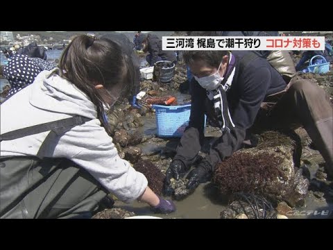 潮干狩り解禁…賑わう　新型コロナウイルス感染対策も　愛知・西尾市