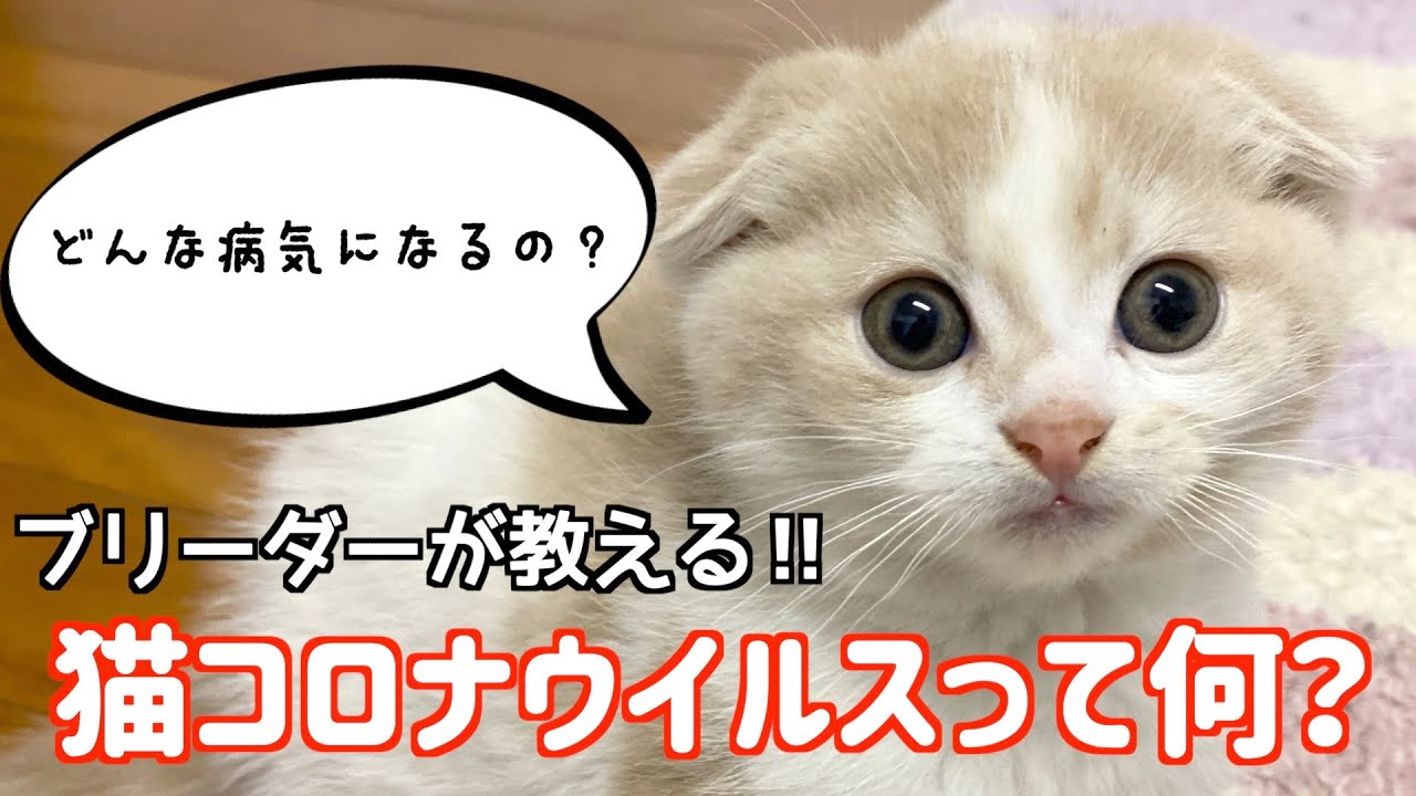 【ブリーダーが教える】知らないと怖い！猫コロナウイルスからなるFIPについて！症状、予防法お話しします