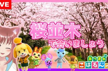 🎀【あつまれどうぶつの森】桜並木で会いましょう　🌸桜並木計画🌸　あつ森 💖 こはるん実況 🚋 【HD/LIVE】Switch