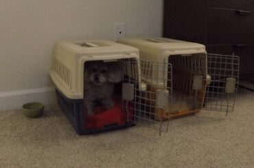 新型コロナウィルスの感染拡大を防ぐためほとんど外出せずに家にいる時間が続いても、飼い主と離れて過ごす時間を作り、お留守番ができなくならないようにしておく方法