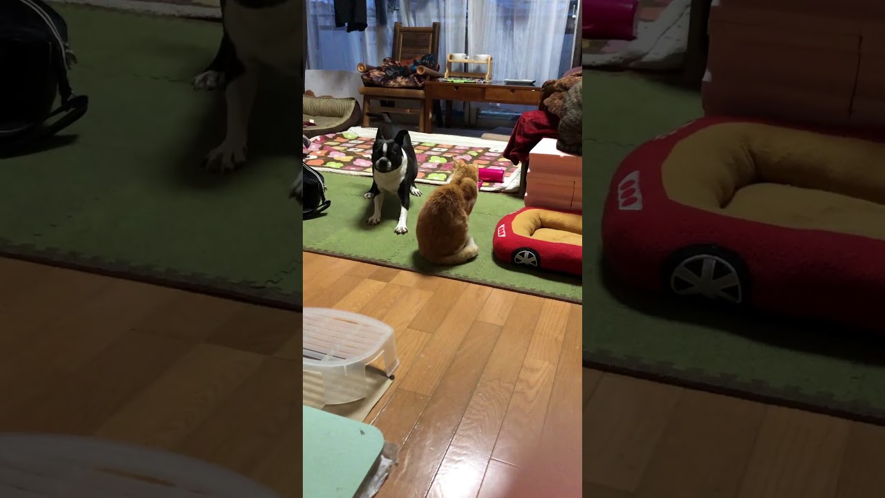 からむモアナ