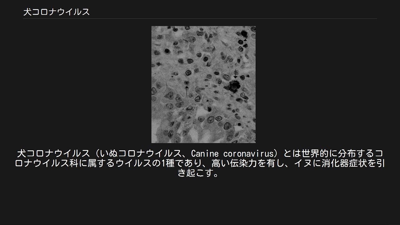 犬コロナウイルス