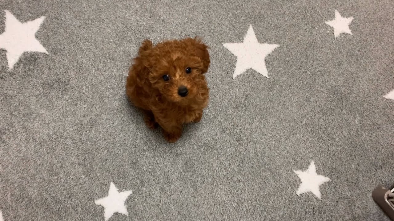 モアナ2回目のワクチン打ってきたよ