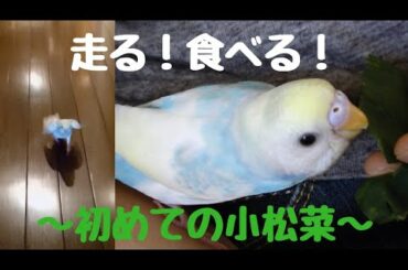 【小松菜奈さんリスペクト】初めての小松菜【インコ】