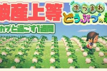 【あつまれどうぶつの森】この島、カブ臭くね？【ベルモンド・バンデラス/にじさんじ】
