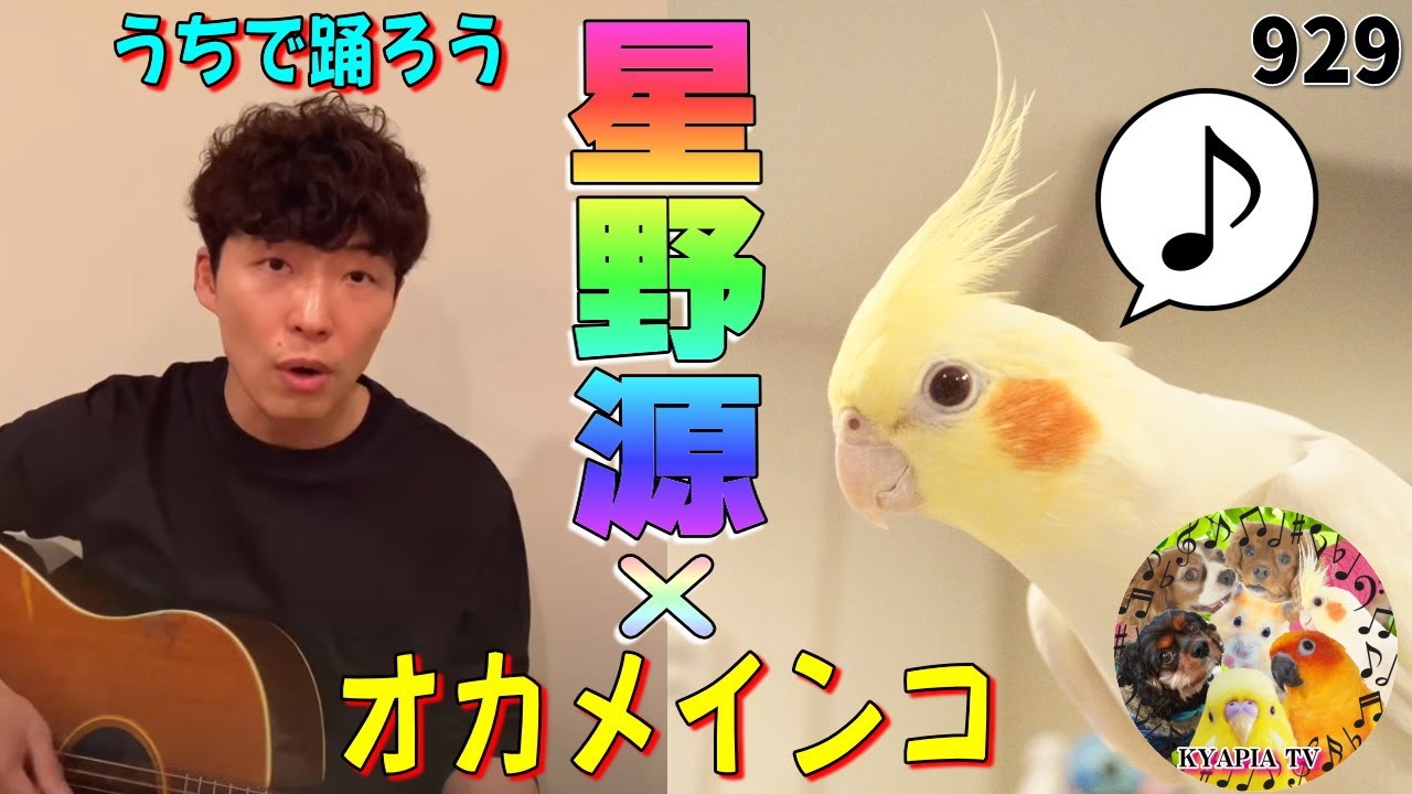 星野源 – うちで踊ろう×オカメインコのコラボ｜歌,Dancing On The Inside,ミッキーマウスマーチ,面白い可愛い動物929