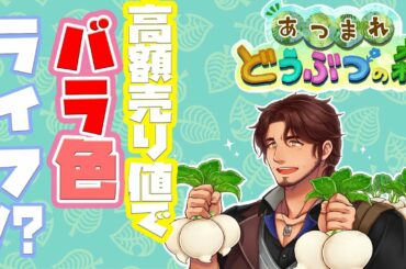 【あつまれどうぶつの森】カブ価が最大の値上がりする、勝負の朝【ベルモンド・バンデラス/にじさんじ】