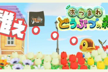 【あつまれどうぶつの森】今回の賭け金は3000万ベル　レッツカブ！【ベルモンド・バンデラス/にじさんじ】