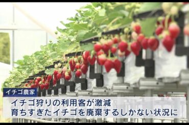 新型コロナウイルスの影響で苦境　神戸のイチゴ農家を支援