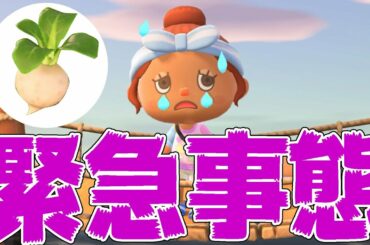 【カズ森】株価があがった！価格は？あつまれどうぶつの森 PART32