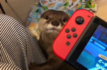 カワウソさくら 実写版どうぶつの森 otter sakura and "Animal Crossing New Horizons"