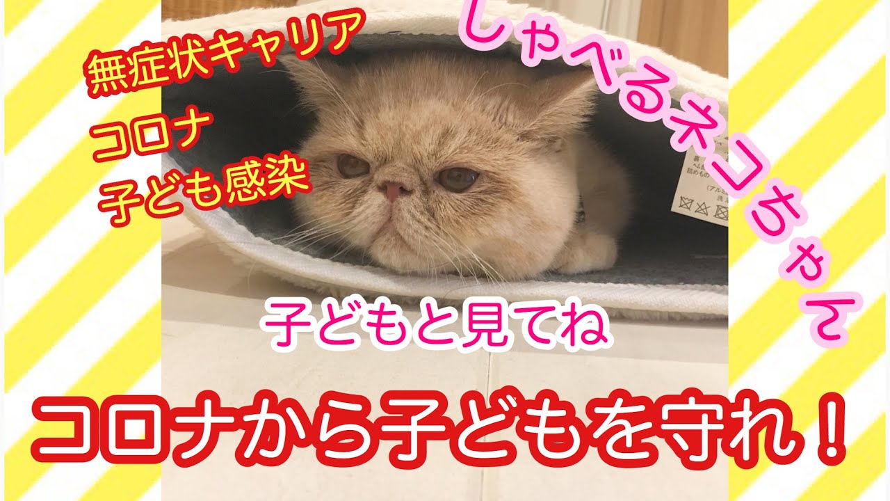 子ども感染 無症状キャリア  子どものコロナ 子どもを守れ！！予防 おしゃべりペット しゃべるネコちゃん ちくわ エキゾチックショートヘア