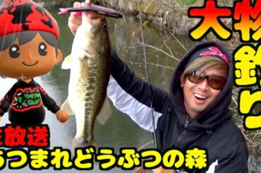 【あつまれどうぶつの森】視聴者参加OK！大物釣るまで全員協力生放送開始します！