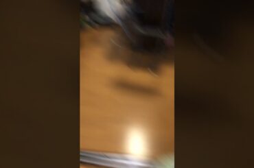 まいか