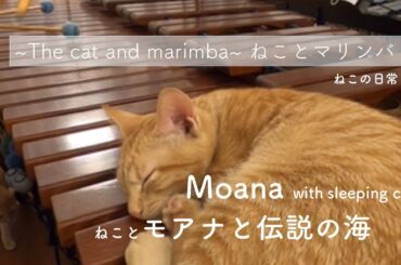 How Far I'll Go by Moana どこまでも モアナと伝説の海 〜The cat and marimba ねことマリンバ〜