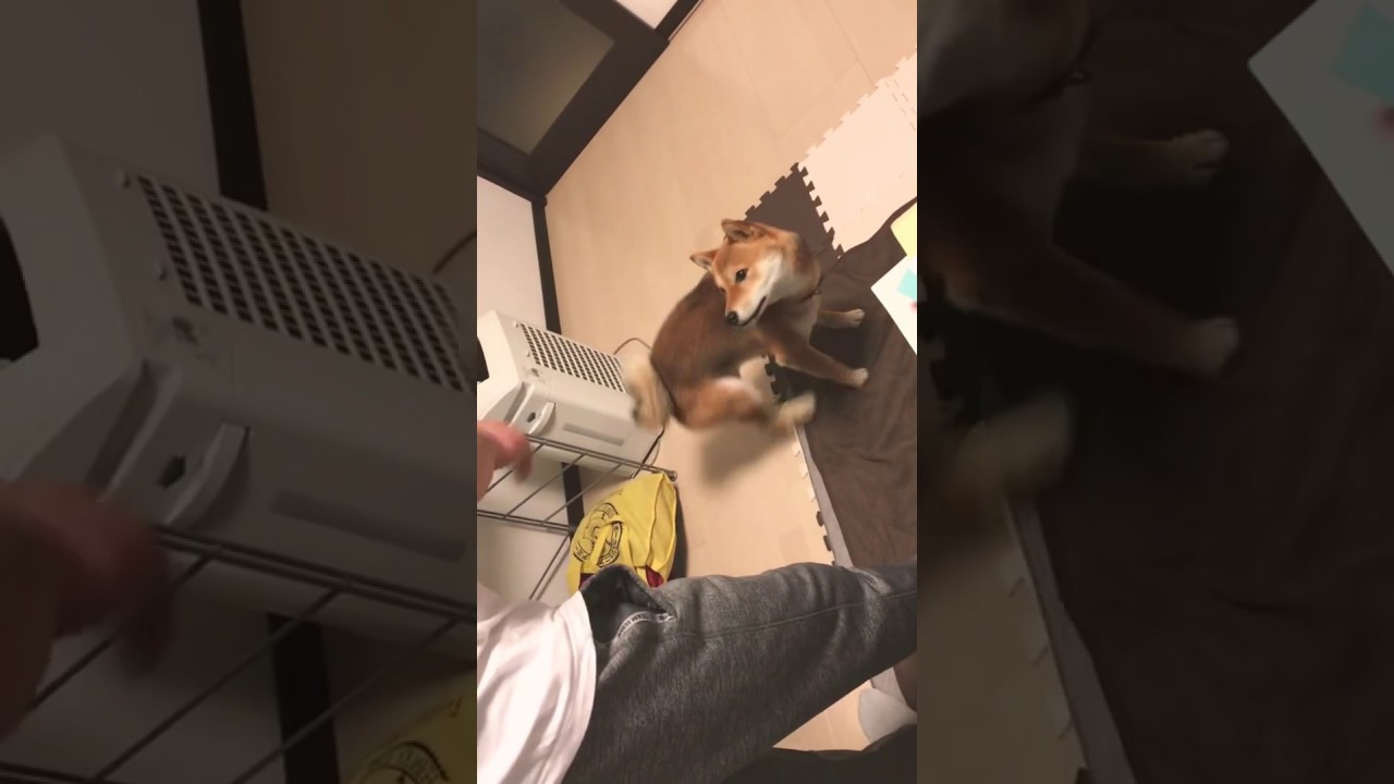 羽生結弦もびっくり！トリプルアクセルする柴犬ココ。