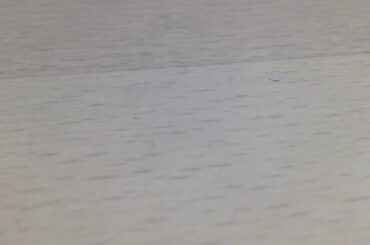 熱愛報道の稲垣が女をこき使う野郎だなw(稲垣啓太 笑わない男 新井 吉持 ラグビー日本代表)