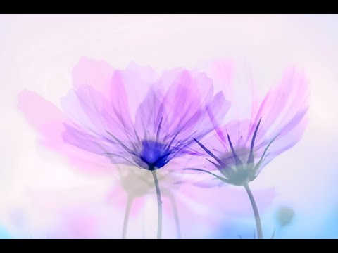 秋桜／山口百恵　カバー　かたくり　♭4 （voice change +1）