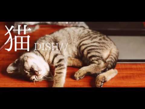 【cover】猫 / DISH//