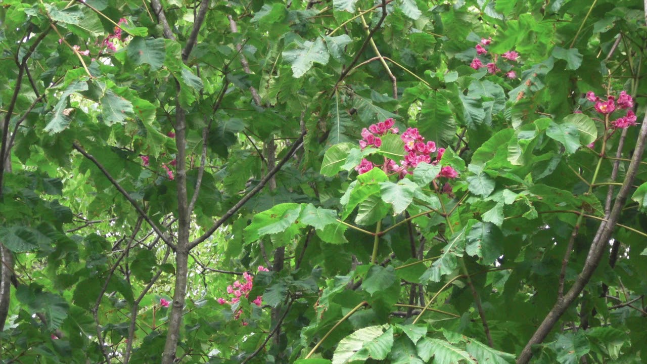 【ayuクリエイターチャレンジ！】浜崎あゆみ- Vogue / ピアノ